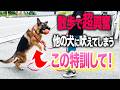 【しつけ教室】散歩で他の犬に興奮する...とある実践トレーニングで圧倒的に改善しました!
