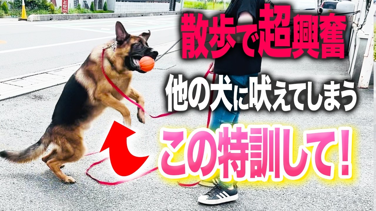 【しつけ教室】散歩で他の犬に興奮する...とある実践トレーニングで圧倒的に改善しました！