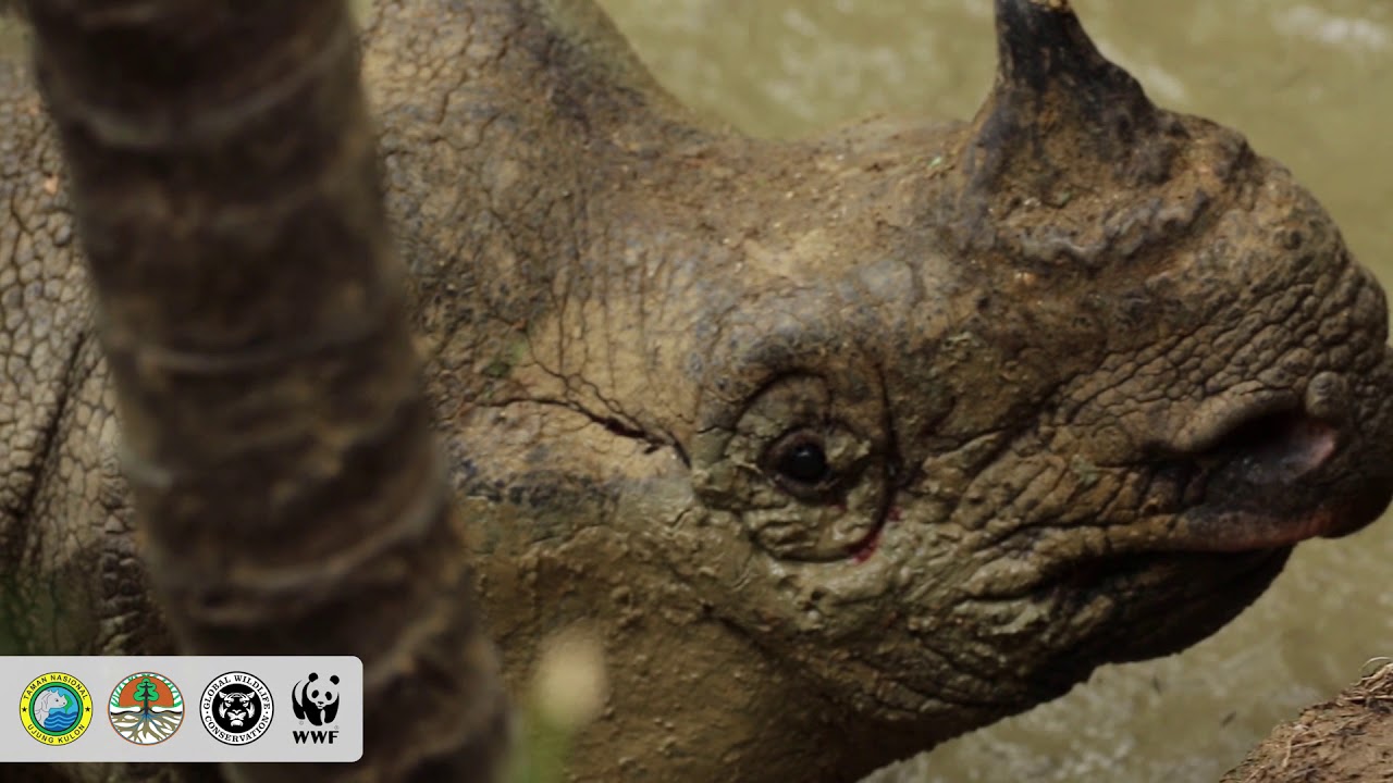 Un Incredibile Filmato Del Rarissimo Rinoceronte Di Giava