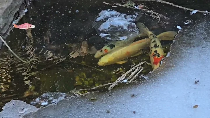 Frozen pond time lapse video 2025