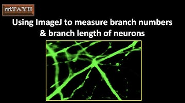 Using ImageJ software to measure branch numbers and branch length of Neurons and install plugins