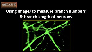 Using ImageJ software to measure branch numbers and branch length of Neurons and install plugins