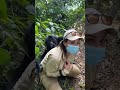 SAFARIS DE TREKKING DE GORILAS EN UGANDA #animals #gorillasafari #monkey #gorillas #gorilla