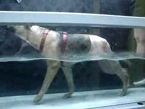 Eleanor (Ellie) Roosevelt walking in water treadmill