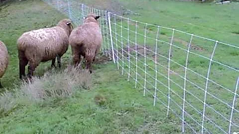 Sheep Touches Electric Fence - DayDayNews