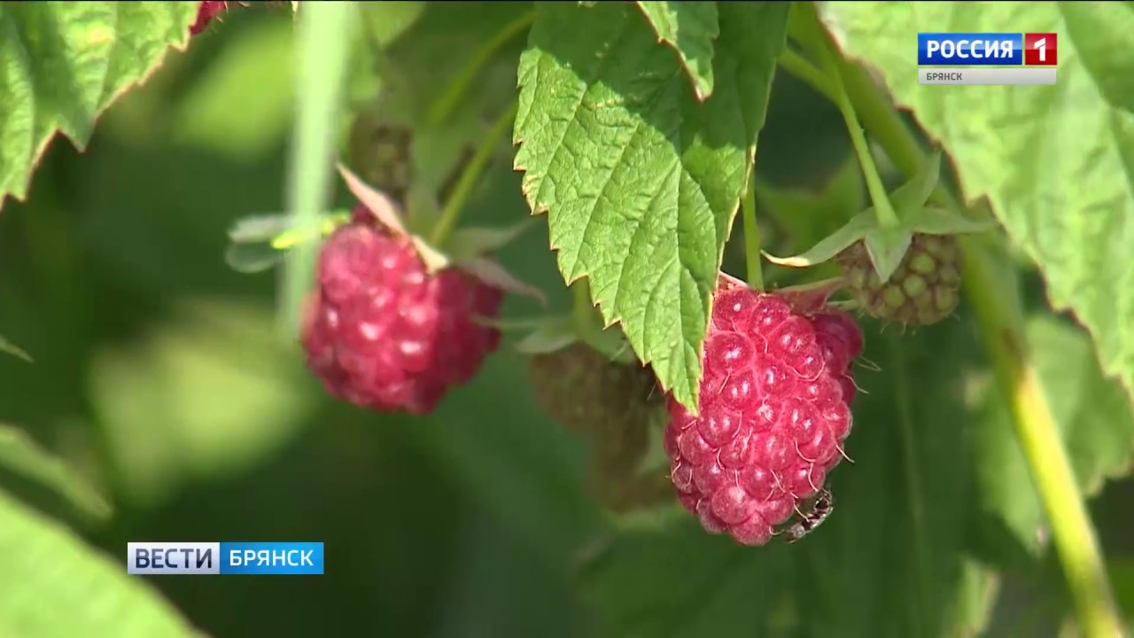 Как сберечь выращенный урожай - YouTube