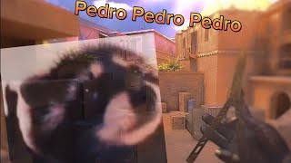 Pedro Pedro Pedro