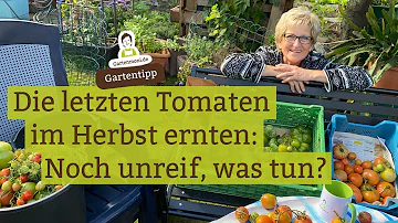 Was macht man jetzt mit Tomatenpflanzen im Herbst?