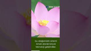 Teknolojinin Taklit Ettiği Çiçek Lotus