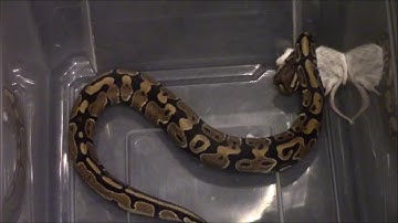 Switching snakes from live to frozen mice!