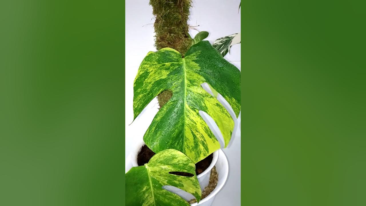 Монстера Альба и Монстера Еллоу Сплеш & Monstera Alba and Monstera ...