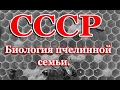 Пчеловодство СССР, Биология пчелинной семьи .