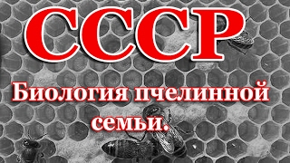 Пчеловодство СССР, Биология пчелинной семьи .