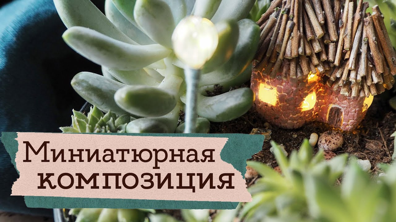 Домик феи суккулентов | Masherisha