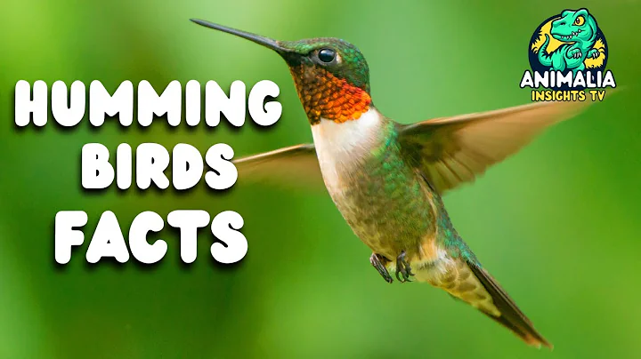 Hummingbird Facts And More About The Smallest Bird Species
