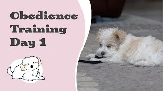 Maltipoo Puppy Obedience Training  - Day 1 (The beginning)