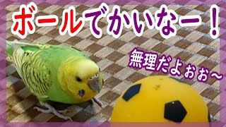 セキセイインコの挑戦！　玉乗りさせたい母VSリンちゃん〈♯120〉