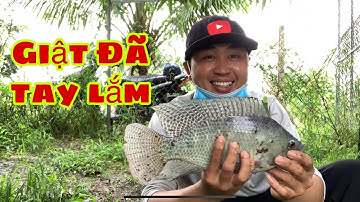 Câu Cá Rô Phi - Cá Mè Vinh Bằng Mồi Câu Cá Tra Mà Dính Toàn Cá Bự | Fishing - Miền Tây