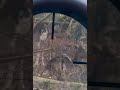 Лань #лань #олень #охота #охотник ​⁠#оптика