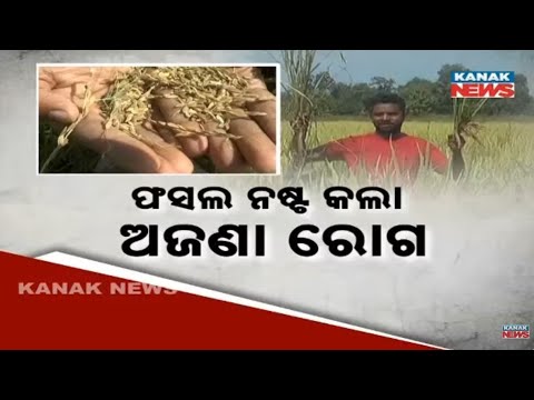 Mystery Disease Destroys Paddy Crops In Sundargarh | Farmers In ...
