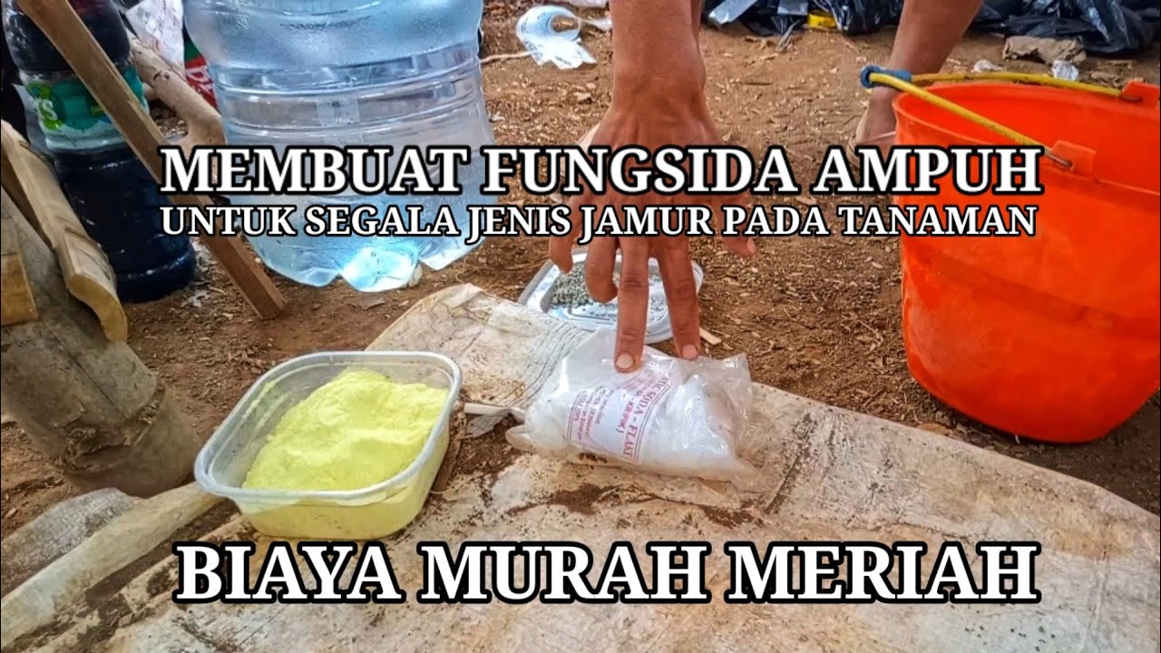 MEMBUAT SENDIRI FUNGISIDA JADAM SULFUR AMPUH UNTUK SEGALA JENIS JAMUR  @TUNASTANIINDONESIA