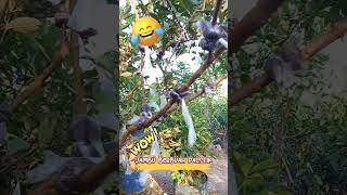 cara cangkok jambu kristal yang lagi viral