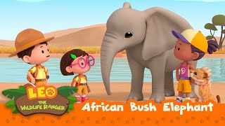 African Bush Elephant | Baby Elephant Learns New Things! | Leo the Wildlife Ranger | Kids Animation