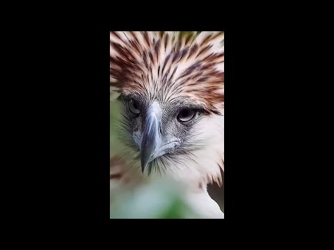 لا يفوتك شاهد جمال الطبيعة و المخلوقات Tik Tok 11