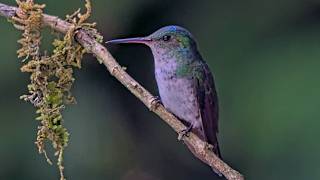 Blue-chested Hummingbird Takes a Perch Break on Panama Hummingbird Feeder Cam | July 28, 2026