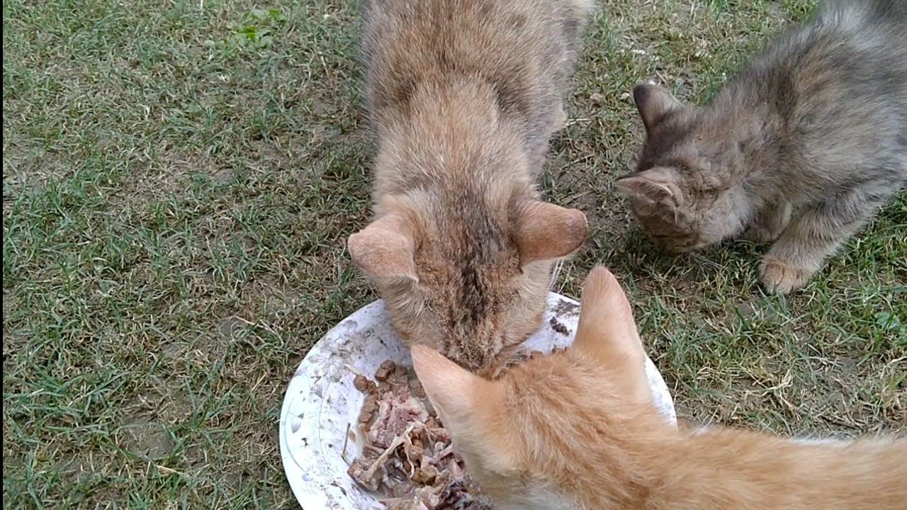 Mother Cat Weaning Her 3 Months Old Kittens But Kittens Are Not Ready