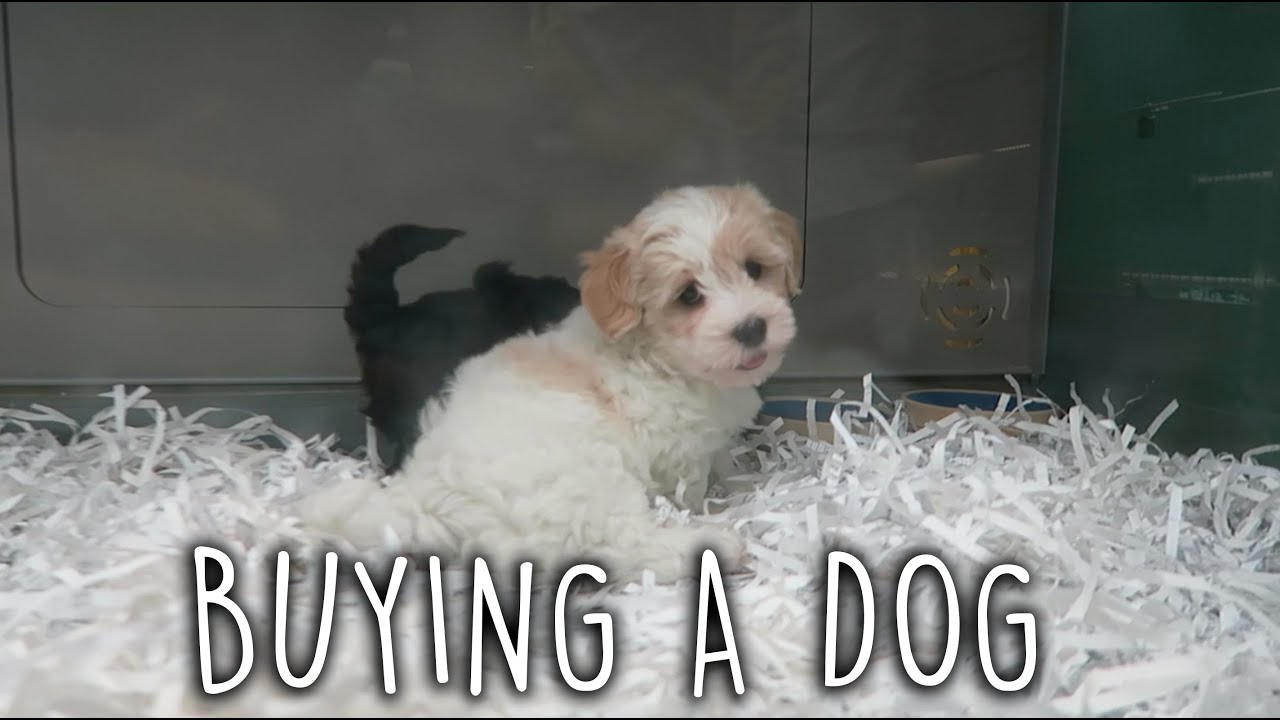 BUYING A NEW DOG YouTube BUYING A NEW DOG YouTube