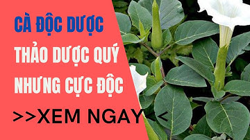 Cà độc dược - Thảo dược quý nhưng cực độc, khi dùng nhất định phải chú ý những điều này