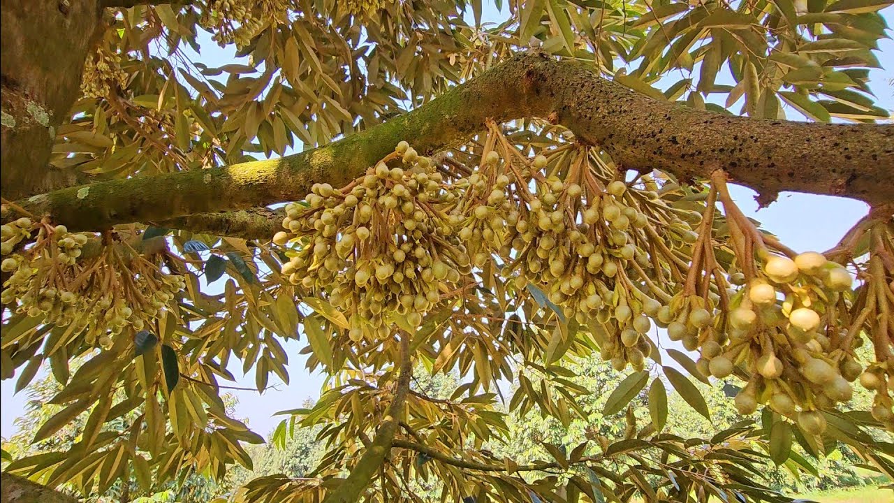 CLIP NÀY KHÔNG DÀNH CHO MẤY ÔNG BÁN HÓA CHẤT NHA- NHỨC ĐẦU LẮM: 0918 456 457 - 0375 456 457