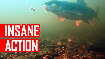 Big fish tried to steal my rod as I film action underwater! Barbel fishing at its best. Live takes!