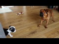 Brussels Griffon / Boston Terrier の動画、YouTube動画。
