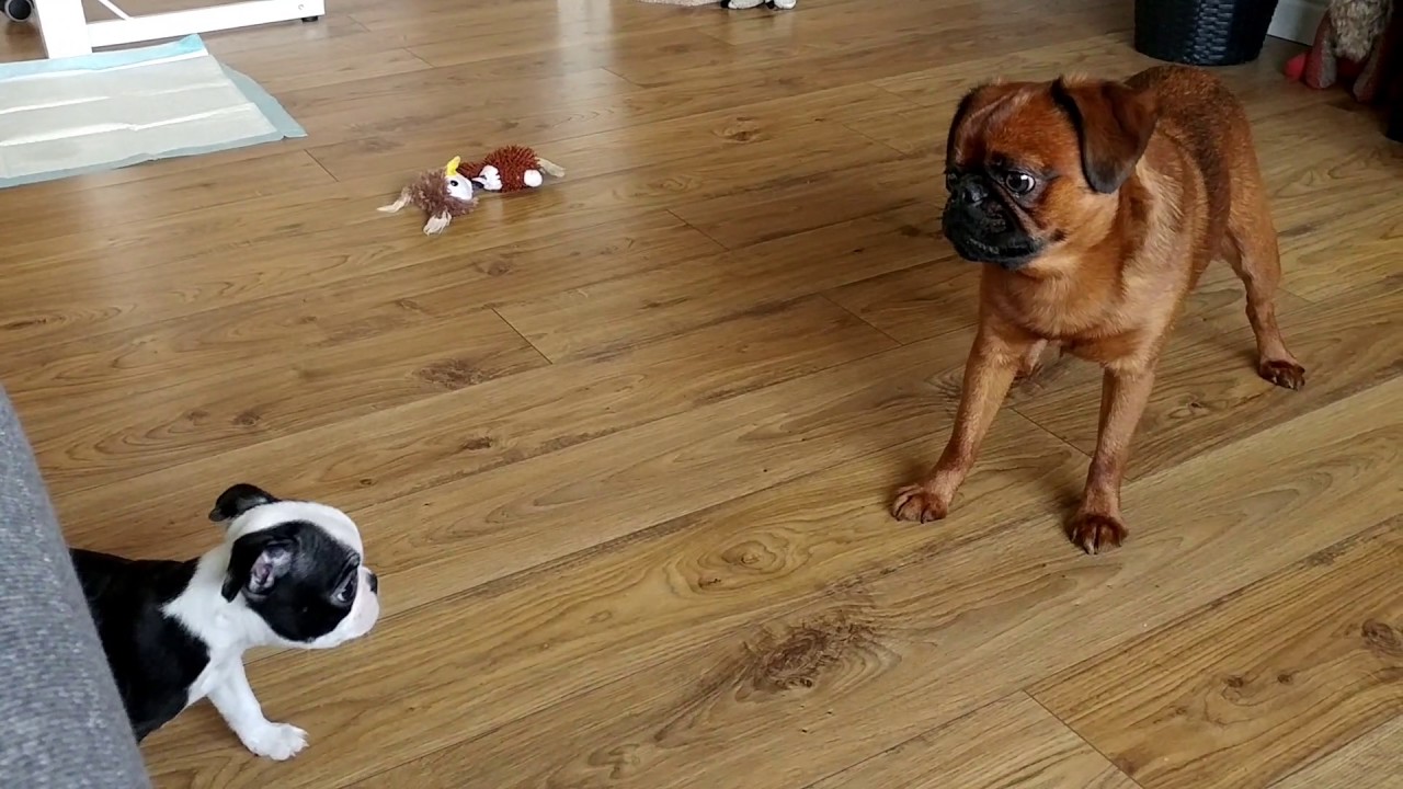 Французская порода собак гриффон кортальса.