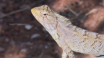 relaxing nature 1080p Nature on SONY PXW-X160.