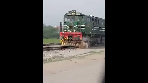 Train hits the donkey.