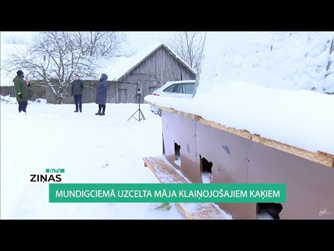 Video: “Mad Itch” Pseidorabiju Vīrusu Infekcija Kaķiem