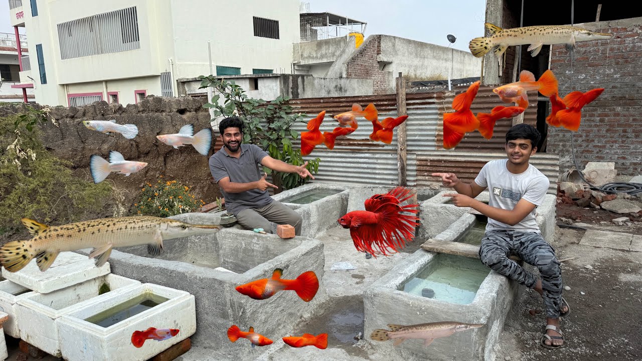 Backyard Guppy Fish Setup And Alligator Gar 🔥