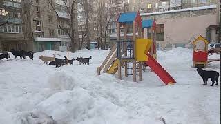 Собаки пугают прохожих на детской площадке в Саратове Собаки пугают прохожих на детской площадке в Саратове