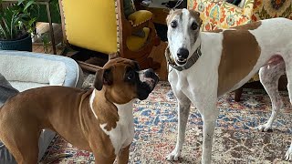 Boxer puppy's confused reaction to greyhound rooing