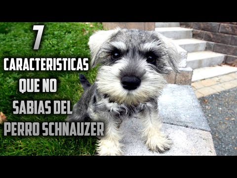 Video: Schnauzer: Características De La Raza