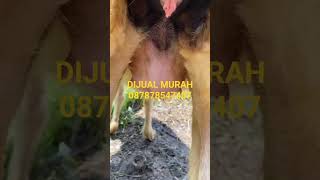 Dijual murah domba garut bibitan hamil #dombagarut #sheep