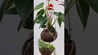 Ideia linda para pendurar plantas DIY -  vaso de casca de coco