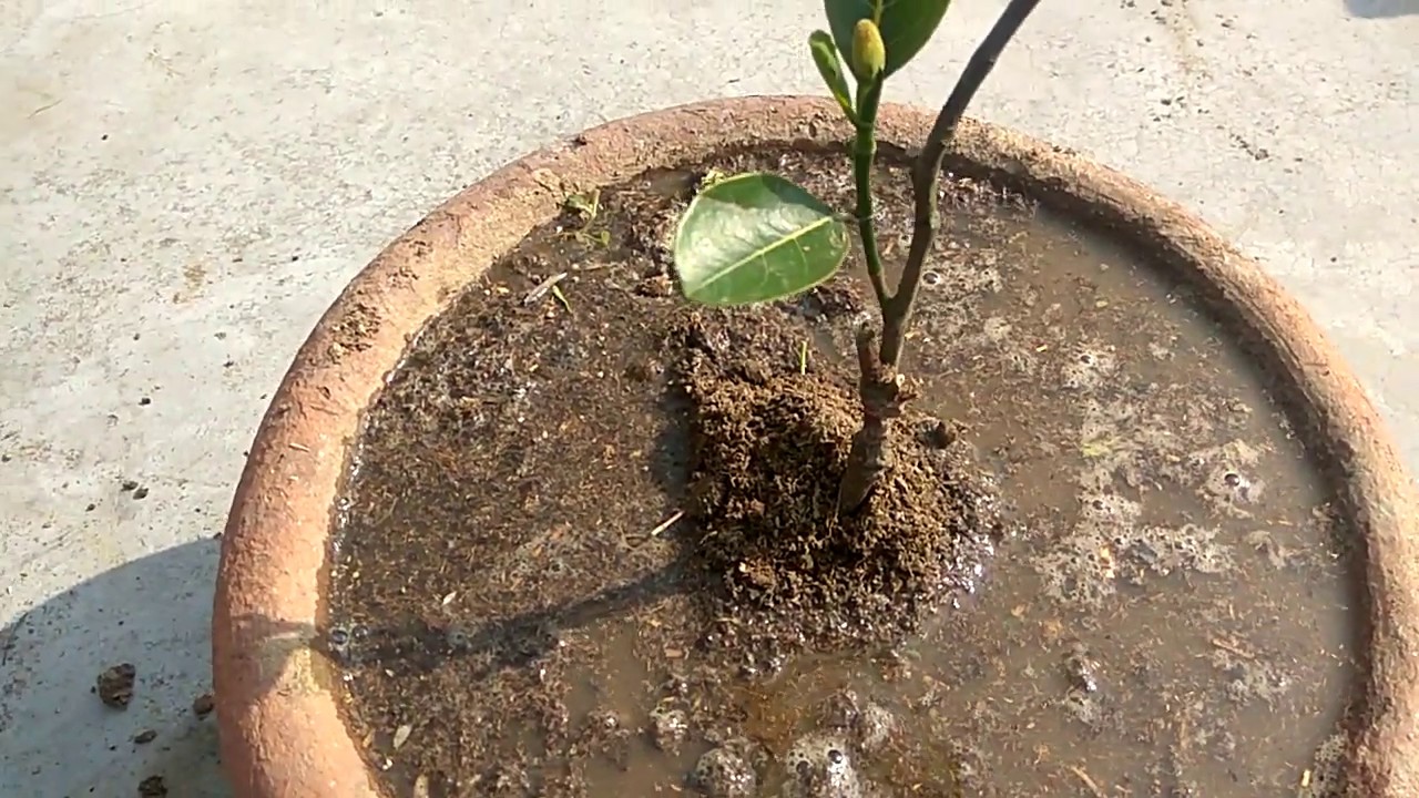 SMALL PLANT HAVE JACKFRUIT # HOW TO PLANT AND CARE JACKFRUIT PLANT IN POT