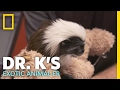 Meet Hashtag the Monkey | Dr. K's Exotic Animal ER