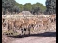 Cria de ciervos en la finca Arzuaga, Valladolid