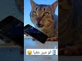قطة تتحدت في الهاتف قط يتكلم في الهاتف قطة تتتكلم قطة تتحدت في الهاتف قط يتكلم في الهاتف قطة تتتكلم