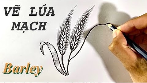 Vẽ cành cây LÚA MẠCH bằng bút chì đơn giản | How to draw Barley Plant